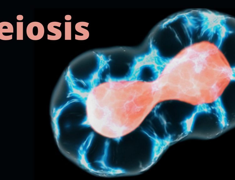 Meiosis - cell division