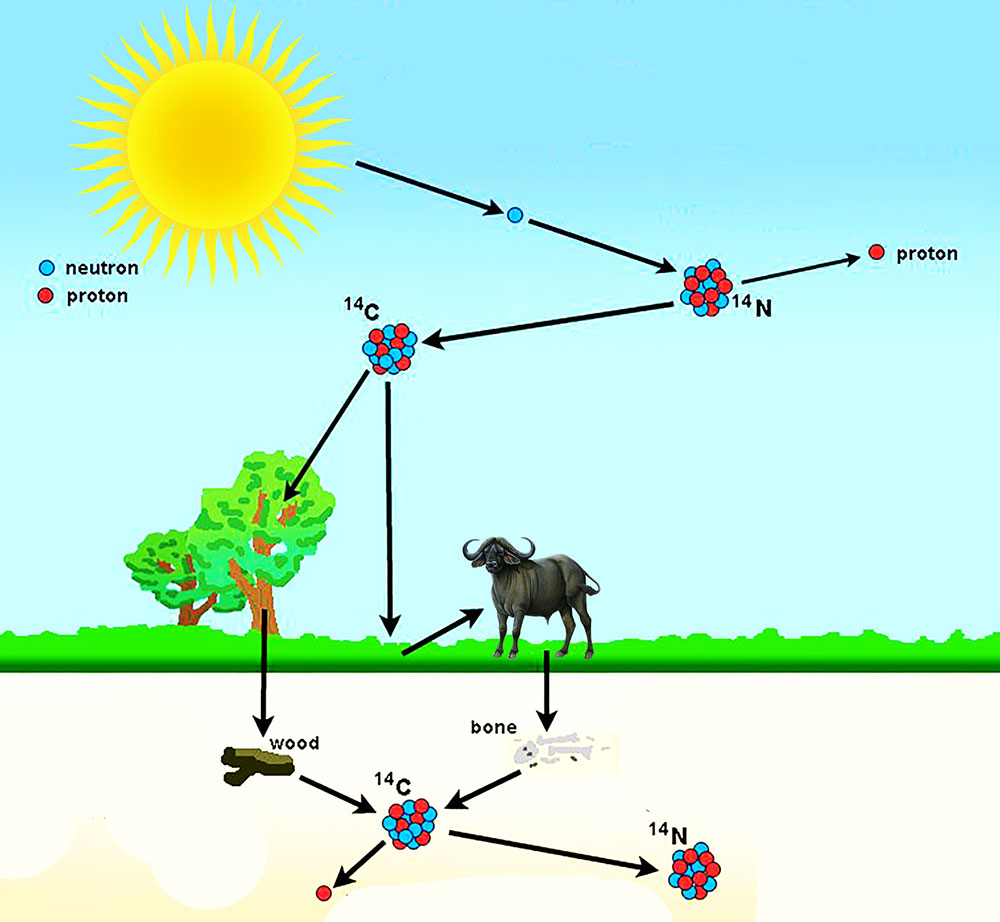 Carbon 14 Dating Method AnthroMania