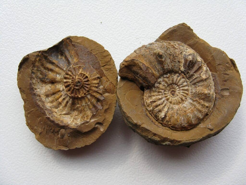 examples of petrified fossils