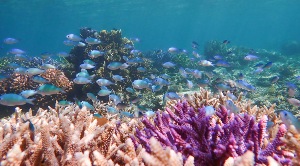 Photo- Coral Guardian